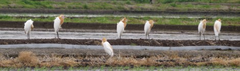 アマサギ