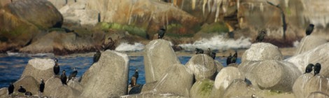 川尻港の海鳥たち