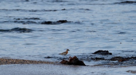 秋の渡り2014～海辺のメダイチドリ
