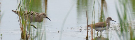 涸沼のエリマキシギ幼鳥
