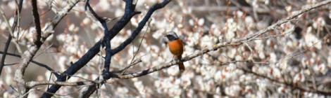 立春～春めいてきた鳥たち