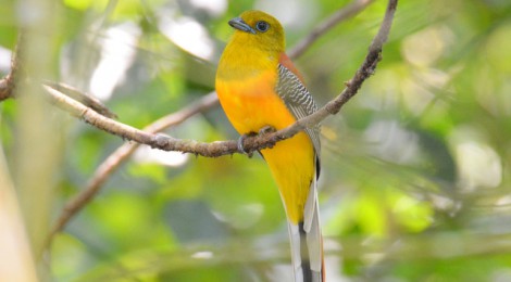 タイ中部の野鳥　Birds in Thailand （６）