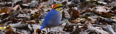 タイ中部の野鳥　Birds in Thailand （７）