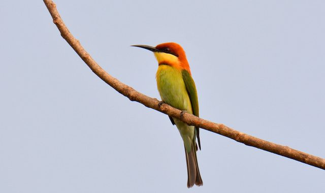 タイ中部の野鳥　Birds in Thailand （１０）