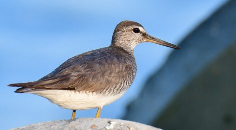 夏の海辺の鳥たち Tori Note 茨城の野鳥観察日誌