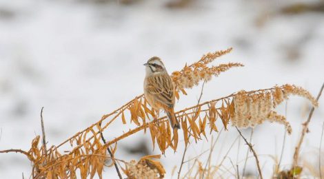 雪の日の田んぼの鳥たち