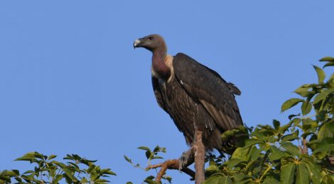 ネパールの野鳥　Birds in Nepal （７）