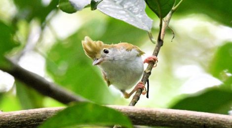 台湾紀行（６）～チメドリと名のつく小鳥たち