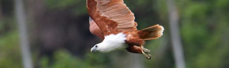 西パプア探鳥記 West Papua（11）猛禽類