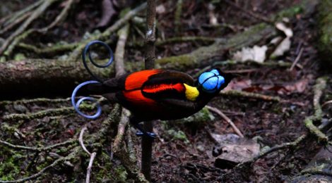 西パプア探鳥記   West Papua（８）アカミノフウチョウ