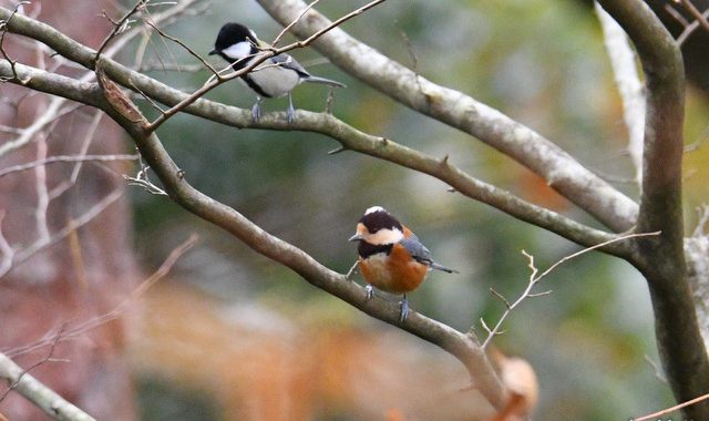 森林公園の小鳥たち～クロジ、カラ類