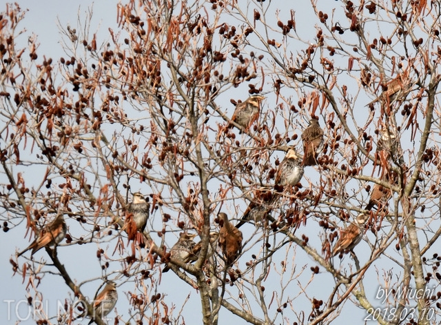 田んぼにやってきた野生のウズラたち Tori Note 茨城の野鳥観察日誌