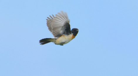 清里・野辺山の鳥たち（１）カッコウ、ホオアカ、ノビタキさえずり飛翔