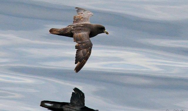 2018年6月大洗-苫小牧航路の鳥見往路（１）フルマカモメ、カンムリウミスズメ