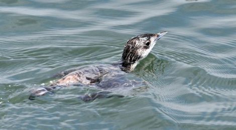 漁港のカンムリウミスズメ ２ 魚とり編 Tori Note 茨城の野鳥観察日誌