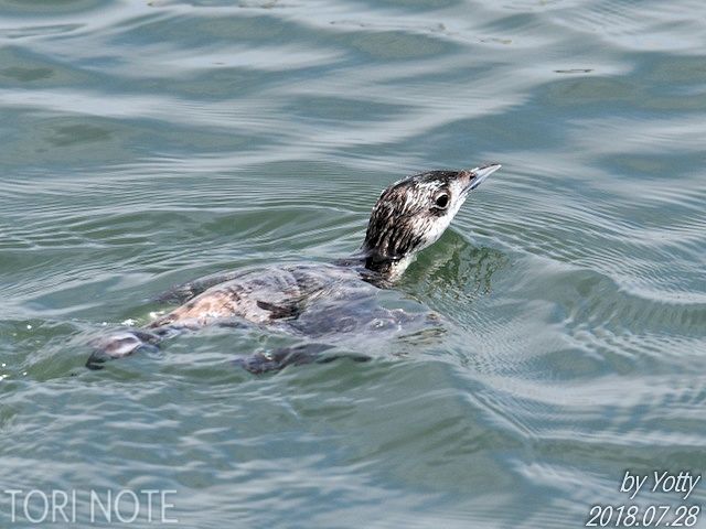 漁港のカンムリウミスズメ（２）魚とり編  Tori Note -茨城の野鳥観察 
