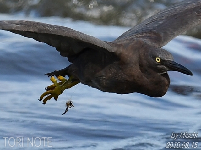 釣り糸で傷つく鳥たち Tori Note 茨城の野鳥観察日誌
