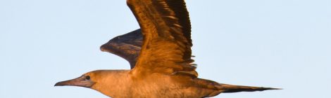 小笠原探鳥記（１）～夜明けのアカアシカツオドリ
