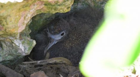 小笠原探鳥記（８）～南島の海鳥のひなたち、ミナミハンドウイルカ