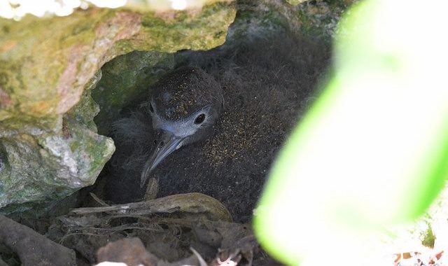 小笠原探鳥記（８）～南島の海鳥のひなたち、ミナミハンドウイルカ