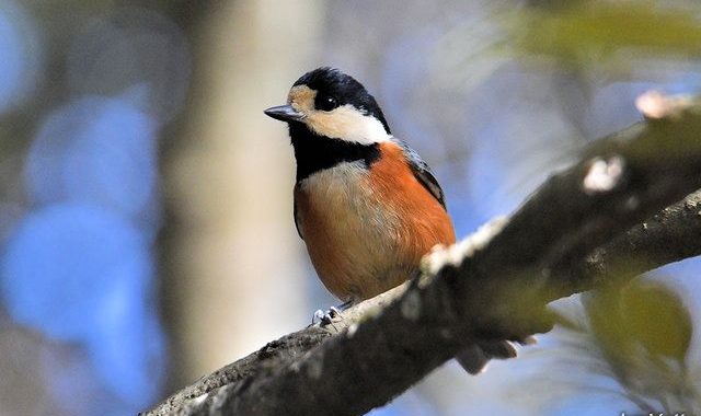 突然増えた冬の小鳥～アオジ、ルリビタキ、キクイタダキ