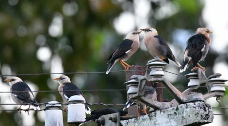 秋のタイ旅行記（３）Thai birding 色々なムクドリたち