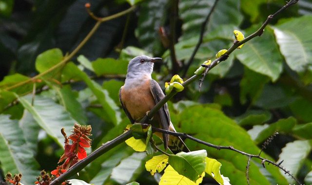 秋のタイ旅行記（６）Thai birding ヒメカッコウ、小鳥たち