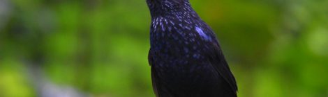 スマトラ探鳥記 Birding in Sumatra（３）スマトラルリチョウ