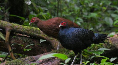 スマトラ探鳥記 Birding in Sumatra（４）クロウチワキジ
