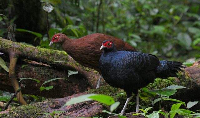 スマトラ探鳥記 Birding in Sumatra（４）クロウチワキジ