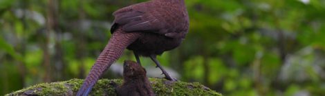 スマトラ探鳥記 Birding in Sumatra（５）アオオビコクジャク