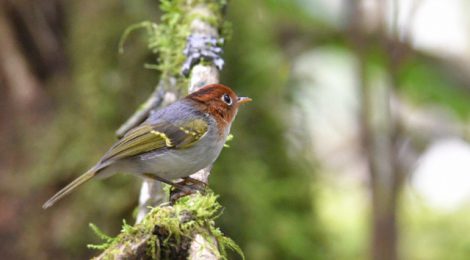 スマトラ探鳥記 Birding in Sumatra（７）スンダモリムシクイ