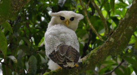 スマトラ探鳥記 Birding in Sumatra（10）マレーワシミミズク