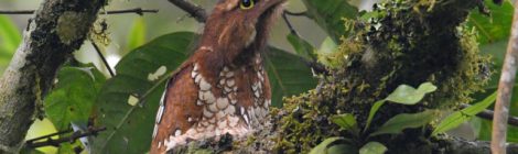 スマトラ探鳥記 Birding in Sumatra（12）スマトラガマグチヨタカ