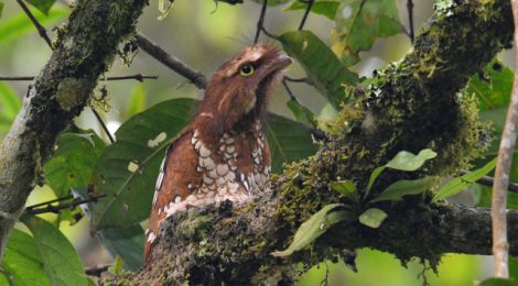 スマトラ探鳥記 Birding in Sumatra（12）スマトラガマグチヨタカ