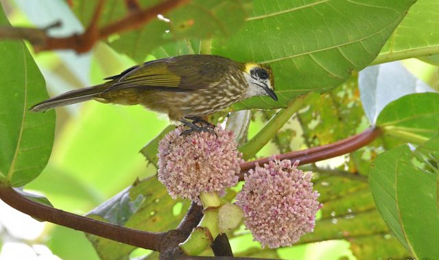 スマトラ探鳥記 Birding in Sumatra（13）ヒヨドリ・コレクション