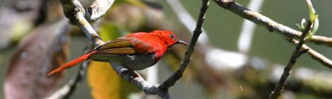 スマトラ探鳥記 Birding in Sumatra（16）ミヤマタイヨウチョウ
