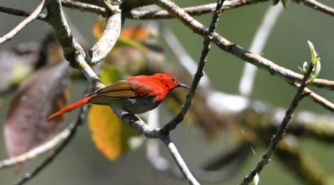 スマトラ探鳥記 Birding in Sumatra（16）ミヤマタイヨウチョウ