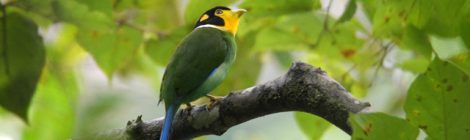 スマトラ探鳥記 Birding in Sumatra（18）オナガヒロハシ