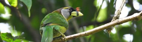 スマトラ探鳥記 Birding in Sumatra（17）アカフサゴシキドリ