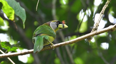 スマトラ探鳥記 Birding in Sumatra（17）アカフサゴシキドリ