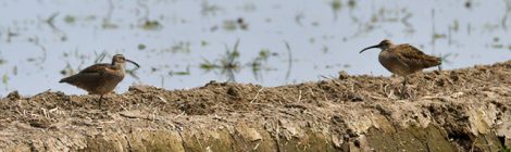 涸沼のチュウシャクシギ、ムナグロ