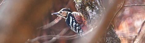 県北で小鳥さがし（２）～オオアカゲラ、ヒレンジャク、ミヤマホオジロ