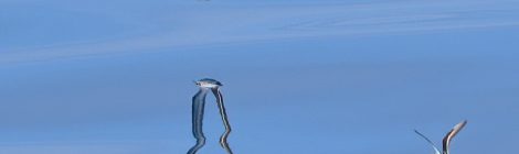 2021年7月の大洗-苫小牧航路（１）アカエリヒレアシシギ、ウミネコ幼鳥