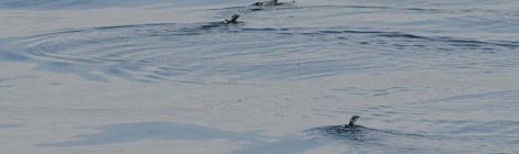 2021年7月の大洗-苫小牧航路（３）カンムリウミスズメ多し
