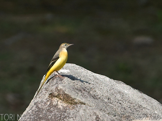 夏鳥と冬鳥のいる公園 キセキレイ アトリ キビタキ Tori Note 茨城の野鳥観察日誌