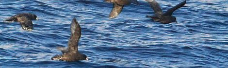 2021年11月大洗-苫小牧-八戸航路（２）フルマカモメの群れ