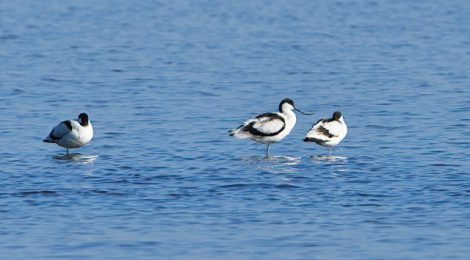 湖畔に佇む3羽のソリハシセイタカシギ