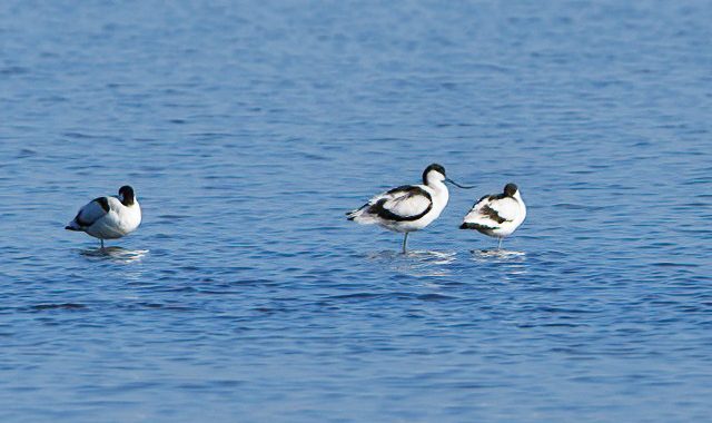湖畔に佇む3羽のソリハシセイタカシギ