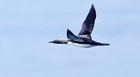 2022年5月大洗-苫小牧航路（５）シロエリオオハム、アホウドリ成鳥